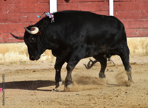 toro en españa