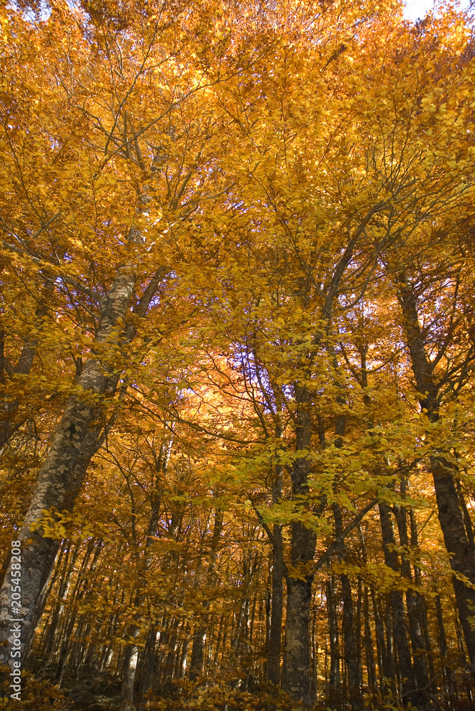Fototapeta premium Yellow woods