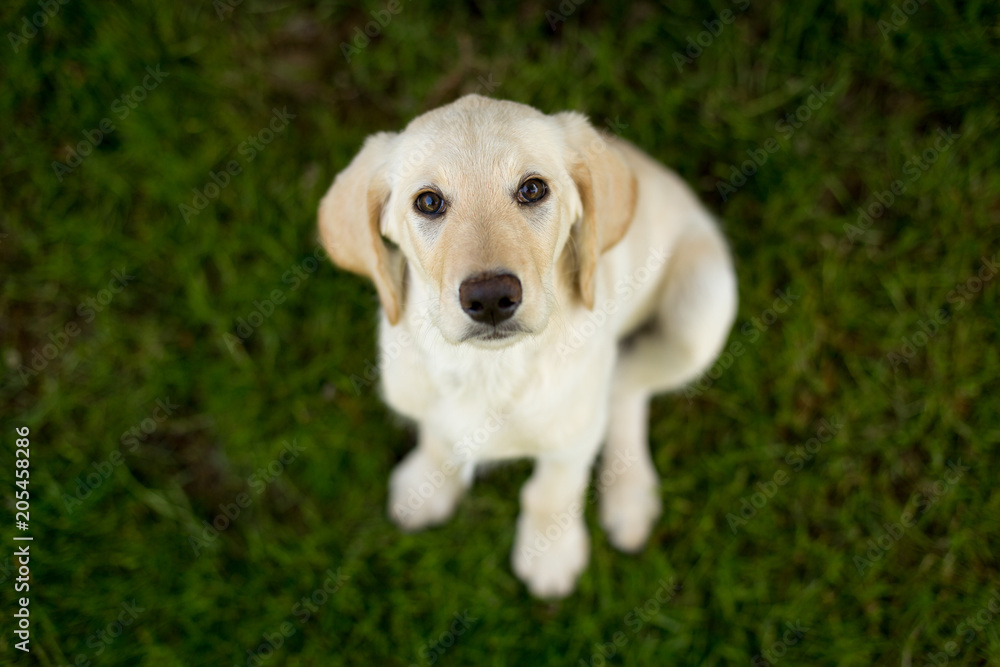 Yellow lab puppy looking up in grass