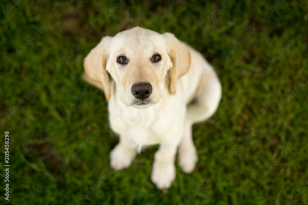 lab puppy on grass looking up