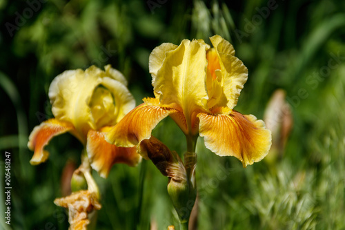 Fototapeta Naklejka Na Ścianę i Meble -  Beautiful iris flower on flowerbed in garden
