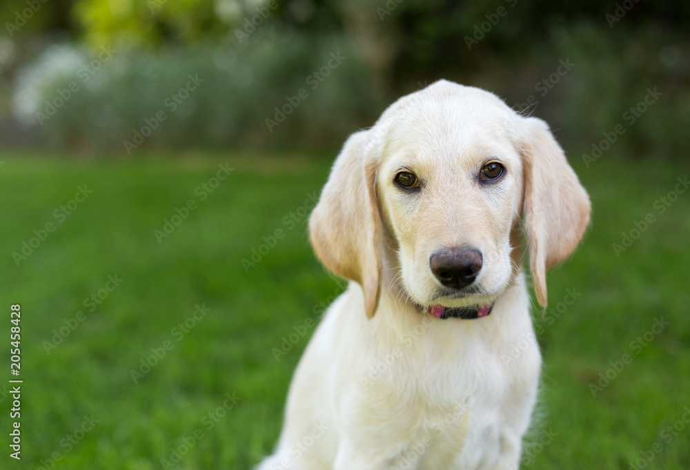 portrait of yellow lab puppy outside