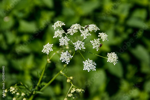 Water hemlock (Conium maculatum) flowers