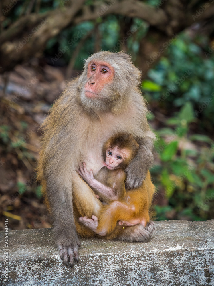 Monkey feeding the little cub