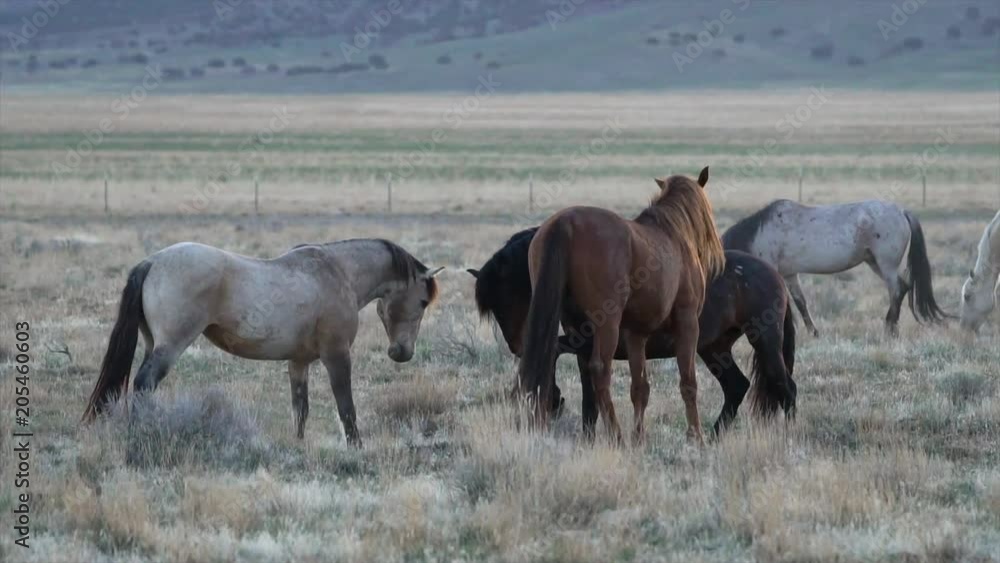 Slow motion of wild horse kicking at two others as they fight in the desert. Slow motion of wild horse kicking at two others as they fight in the desert.