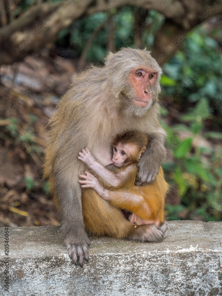 Monkey feeding the little cub