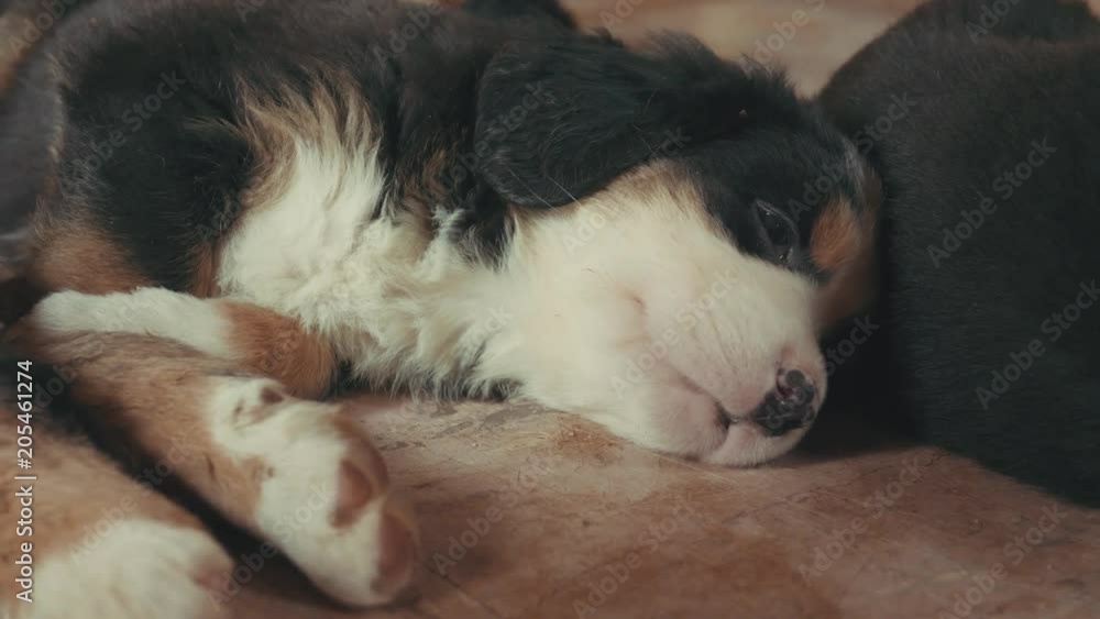 A sleepy puppy laying on a rustic wooden floor slowly closes its eyes and falls asleep A sleepy puppy laying on a rustic wooden floor slowly closes its eyes and falls asleep