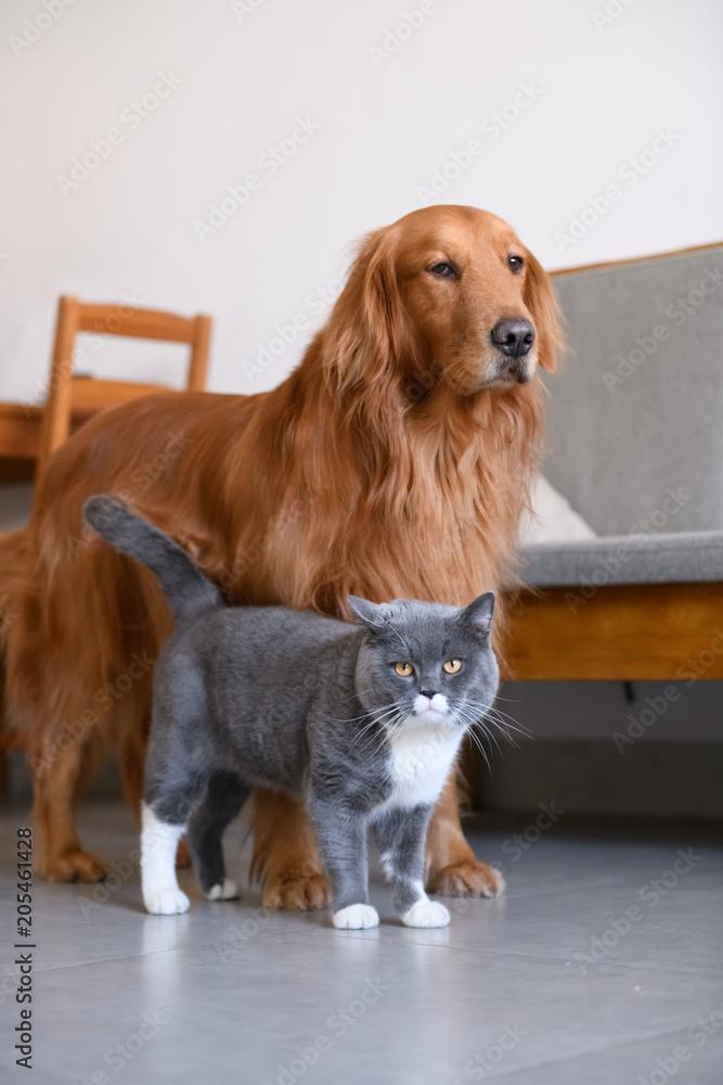 Golden Retriever and Cat