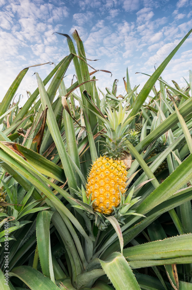 Pineapple fruit on the plantation farm Pineapple fruit on the plantation farm