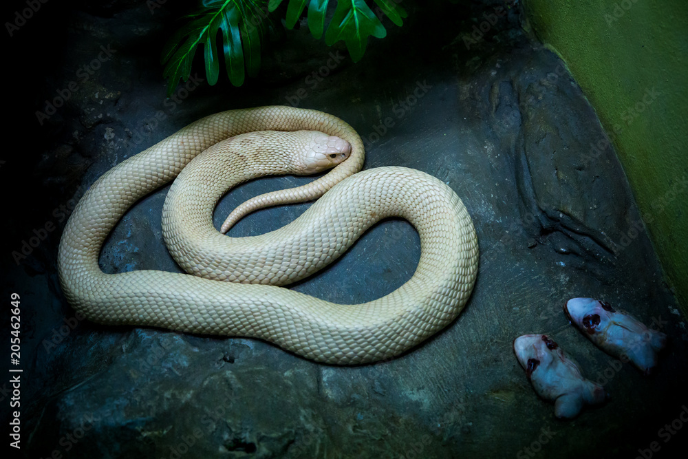 Golden Spitting cobra crawling on rock and feeding food, as frog Golden Spitting cobra crawling on rock and feeding food, as frog
