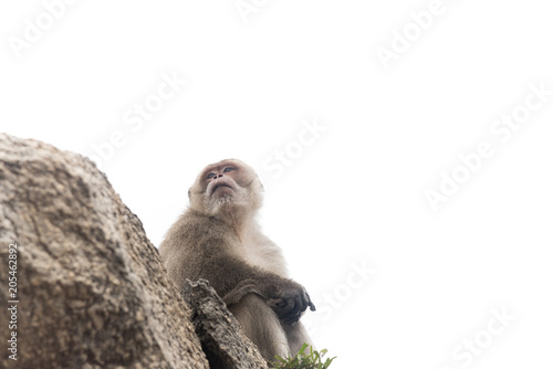 The monkeys are sitting alone . © fotolismthai