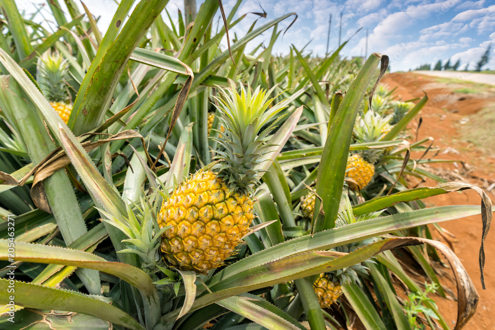 Pineapple fruit on the plantation farm Pineapple fruit on the plantation farm