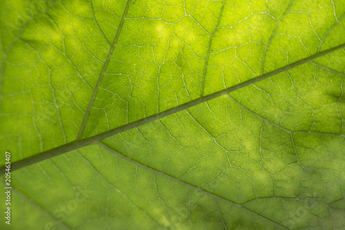 Abstract close up to texture of leaf.