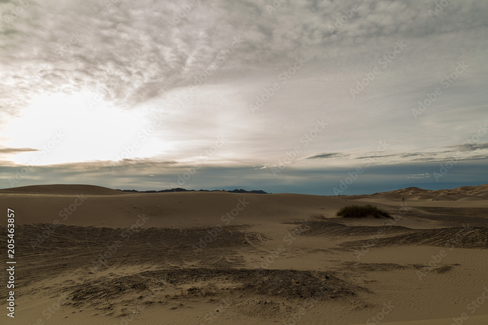 DunasChihuahua DunasChihuahua