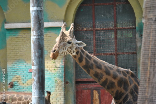 Photography giraffe in zoo