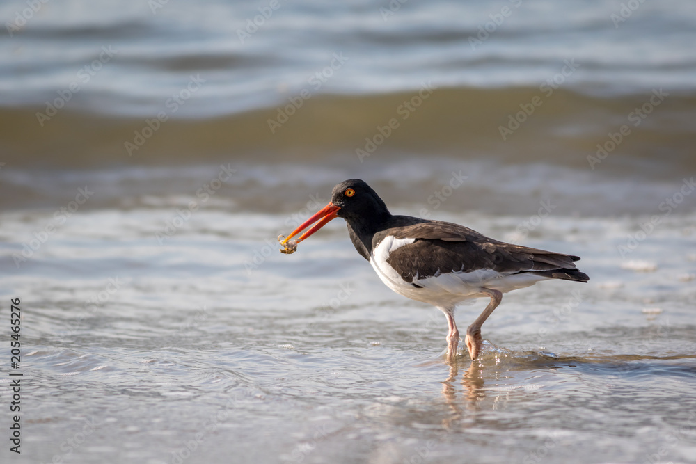 American Oystercatcher, Haematopus palliatus, with crab walking along the ocean on a sunny morning in Cape May, NJ American Oystercatcher, Haematopus palliatus, with crab walking along the ocean on a sunny morning in Cape May, NJ