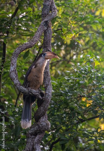 White-throated Brown Hornbill, Austen's Brown Hornbill 