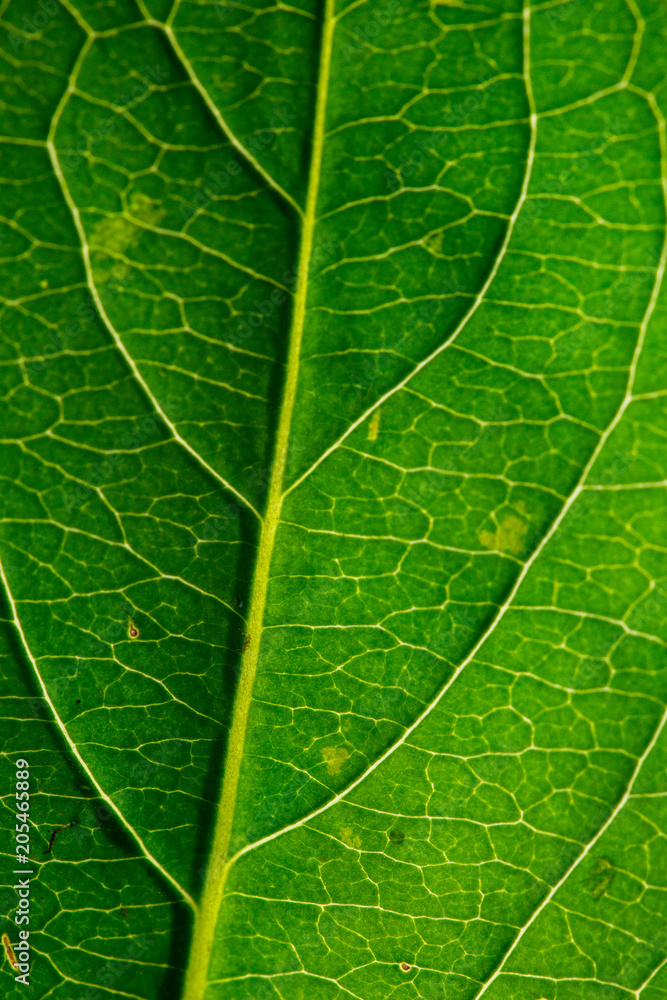 macro leaf veins macro leaf veins