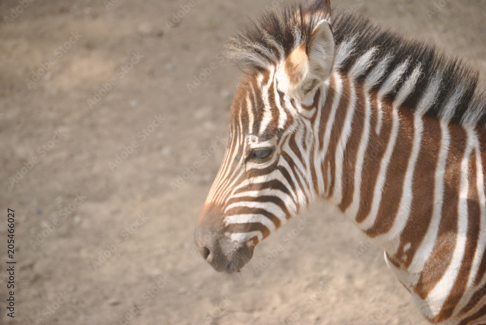 zebra in zoo zebra in zoo