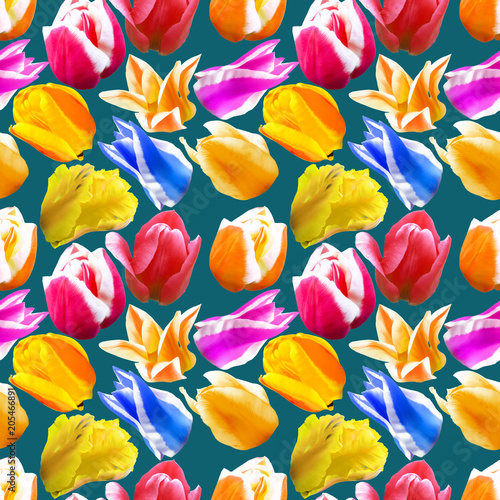 Tulip. Seamless pattern texture of flowers. Floral background  photo collage