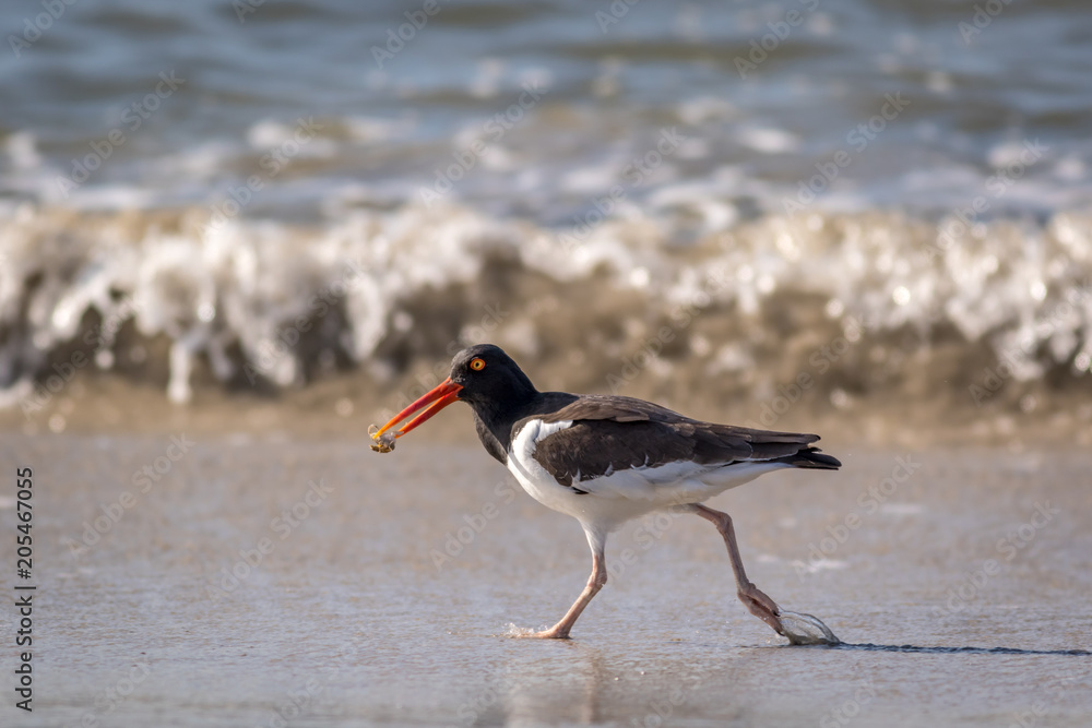 American Oystercatcher, Haematopus palliatus, with crab walking along the ocean on a sunny morning in Cape May, NJ American Oystercatcher, Haematopus palliatus, with crab walking along the ocean on a sunny morning in Cape May, NJ