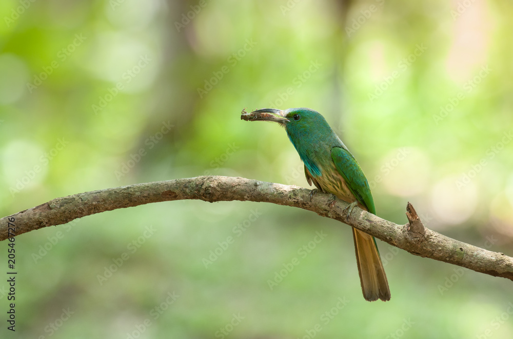 Blue-bearded Bee-eater