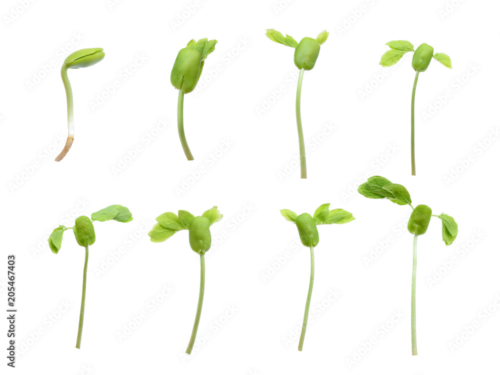 plant growth isolated on white background