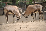 antelopes butting heads