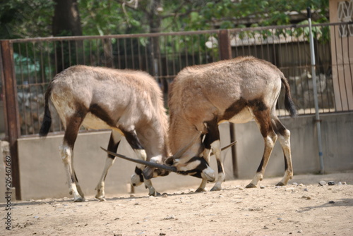 antelopes butting heads