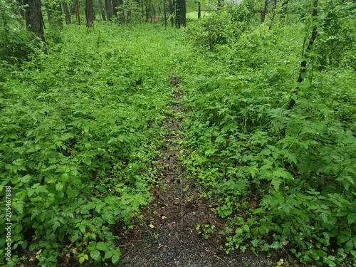 Fototapeta Naklejka Na Ścianę i Meble -  green plants and trees and small trail in the woods