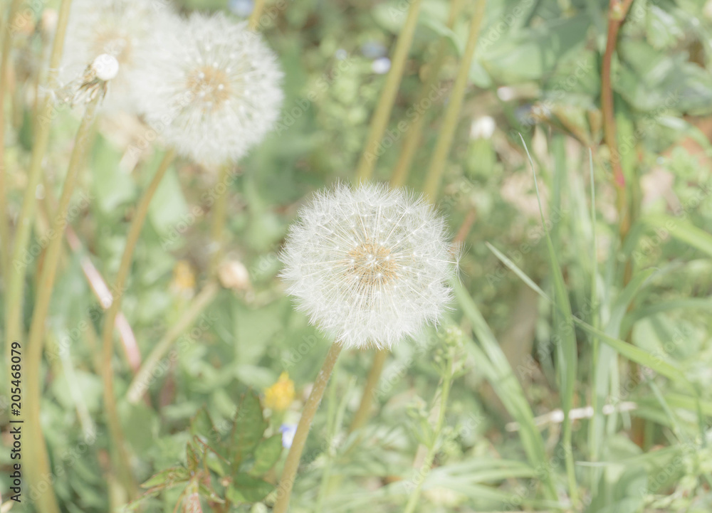 White fluffy dandelion