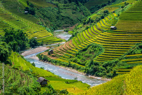 Fotomural Beautiful rice field terraced at Mu Cang Chai, Yen Bai, during trip HANOI to SAP