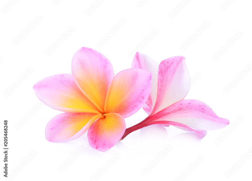 Fototapeta premium pink frangipani flower isolated white background