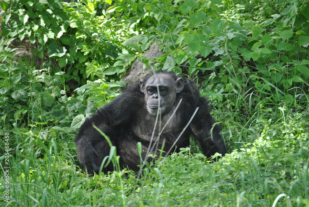 Fototapeta premium A chimpanzee in the wild