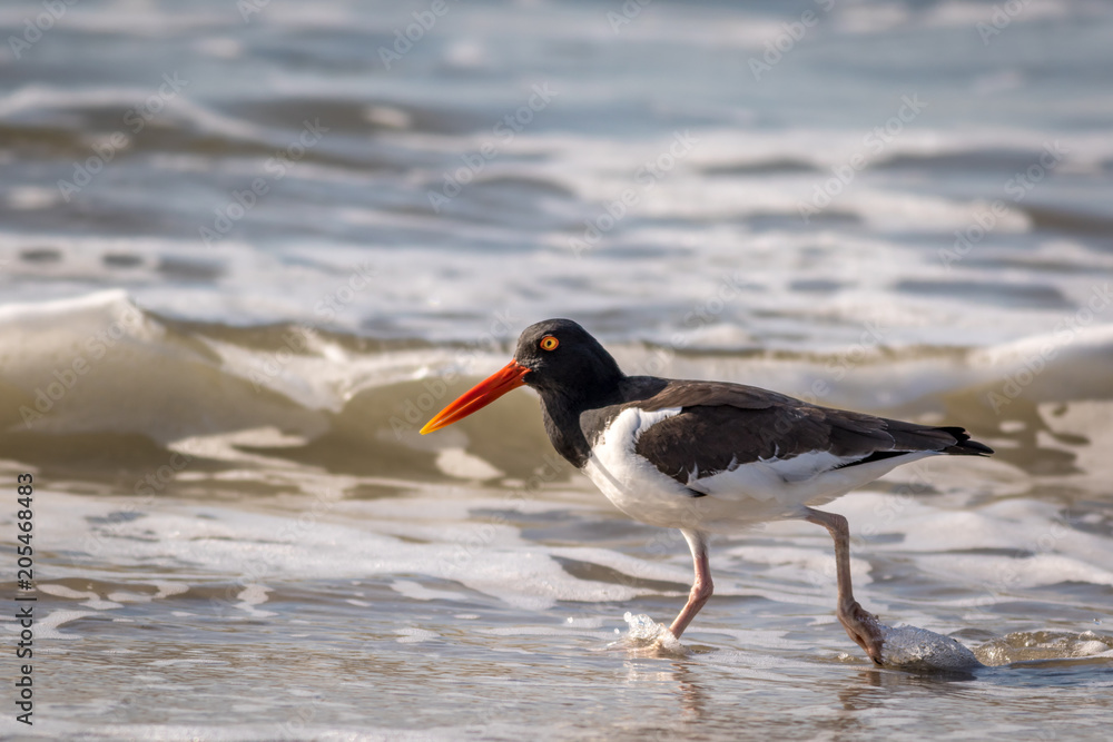 American Oystercatcher, Haematopus palliatus, walking along the ocean on a sunny morning in Cape May, NJ American Oystercatcher, Haematopus palliatus, walking along the ocean on a sunny morning in Cape May, NJ