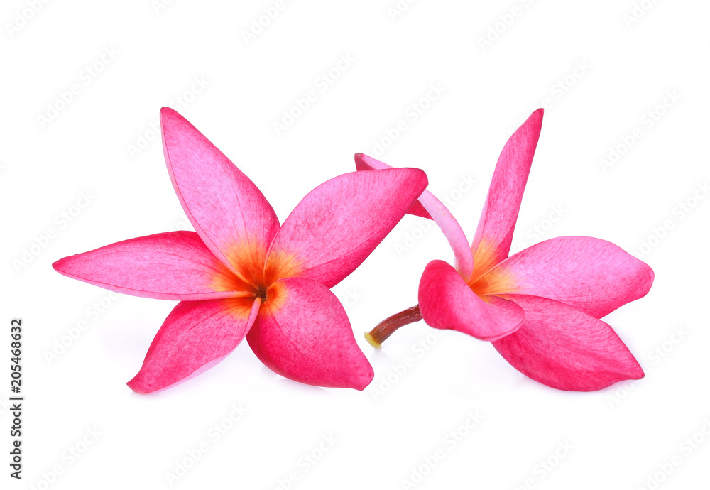 red frangipani flower isolated white background