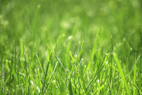 field of green grass with blurred background