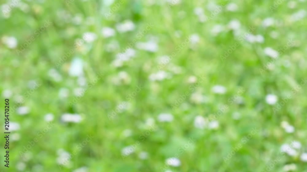 Abstract background and texture of flower Abstract background and texture of flower