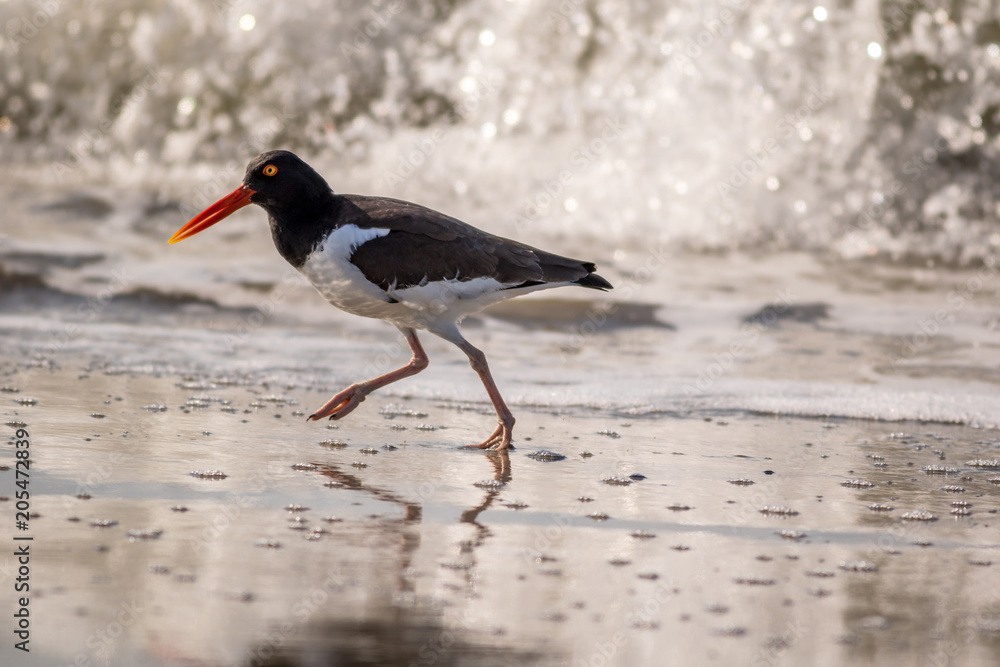 American Oystercatcher, Haematopus palliatus, walking along the ocean on a sunny morning in Cape May, NJ American Oystercatcher, Haematopus palliatus, walking along the ocean on a sunny morning in Cape May, NJ