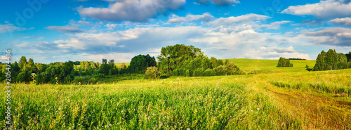 Rural landscape. Panorama