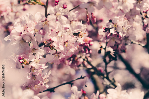 Soft focus Cherry Blossom or Sakura flower on nature background © Elena Butinova