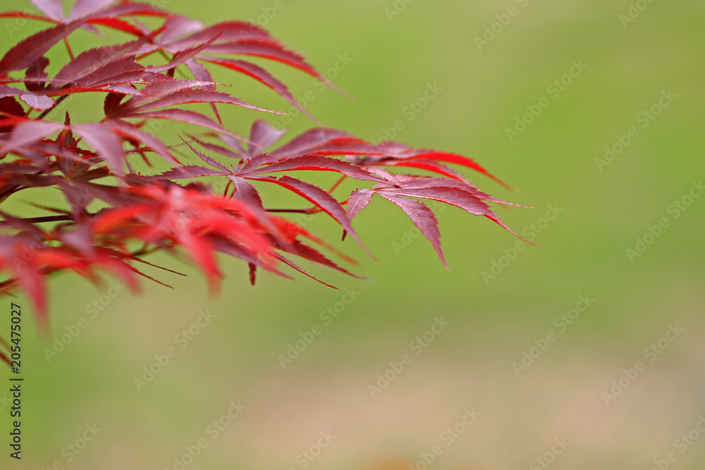 Red maple leaves