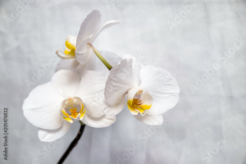  The branch of white orchids on white fabric background 