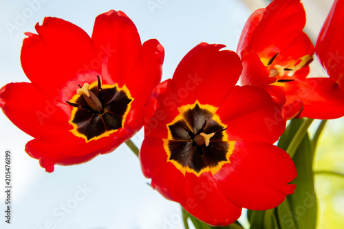 three red tulips close up