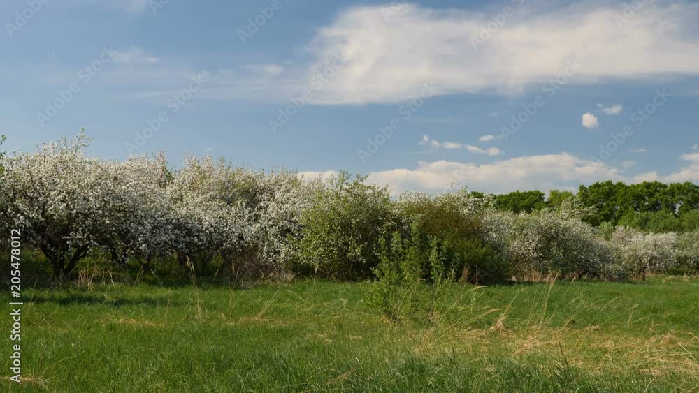 Blossoming apple fruit trees in orchard in springtime Blossoming apple fruit trees in orchard in springtime