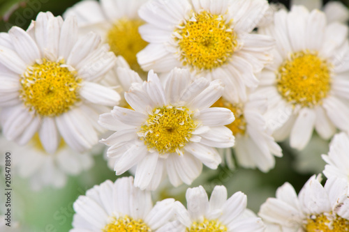 Flower camomile