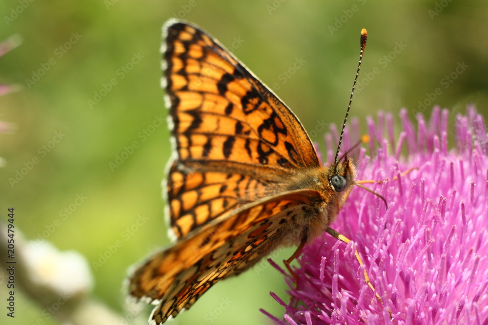 Fototapeta premium butterfly on flower