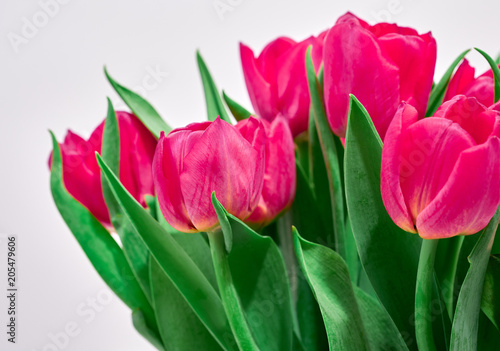 Fototapeta Naklejka Na Ścianę i Meble -  Tulipani su sfondo bianco