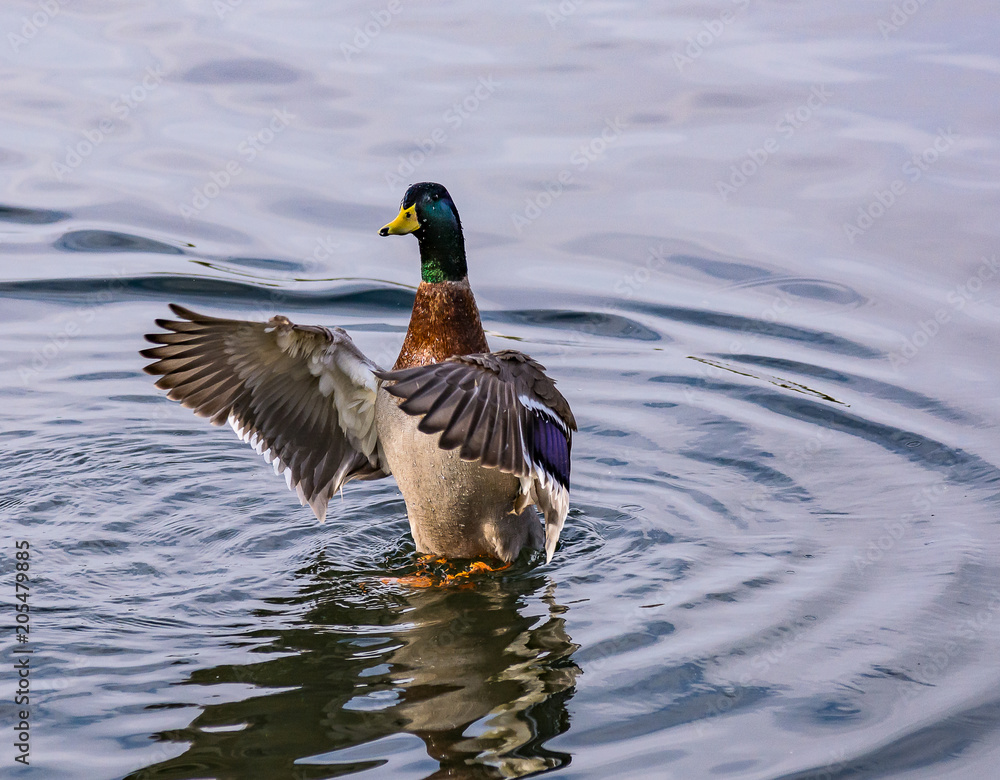 Fototapeta premium Spread Your Wings