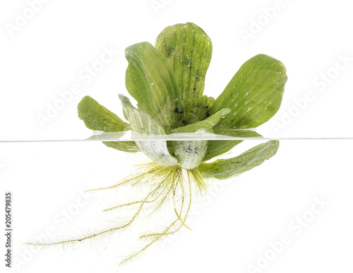 Pistia stratiotes in studio photo